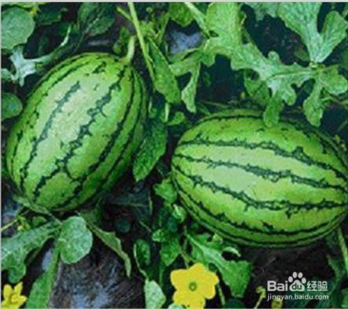 吃瓜网有哪几个,盘点热门话题与热门生成功能